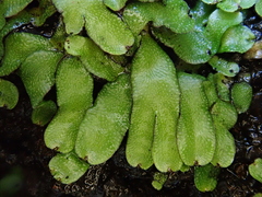 Targionia hypophylla