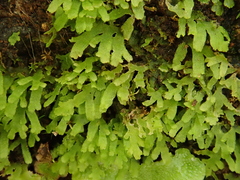 Riccardia chamaedryfolia