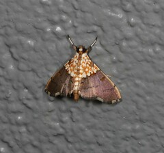 Agrotera longitabulata