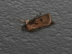 Agrotis interjectionis