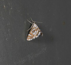 Anydraula pericompsa