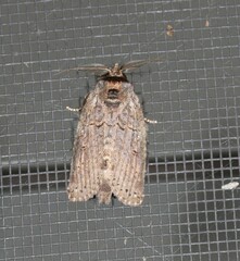 Archigargetta amydra