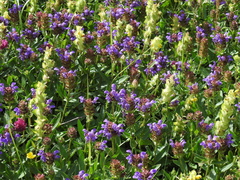 Prunella grandiflora