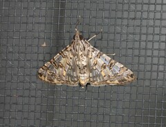 Dysallacta negatalis