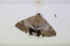 Achaea