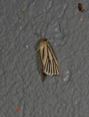 Heliocheilus atrilinea