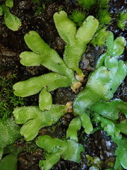 Targionia hypophylla