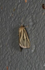 Heliocheilus atrilinea