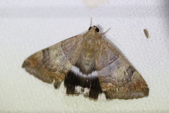 Achaea