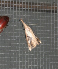 Hypena labatalis