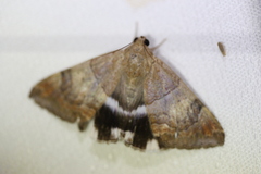 Achaea