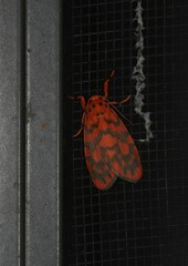 Miltochrista quadrilineata