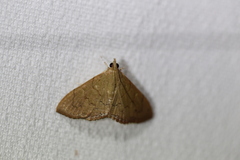 Hyalobathra