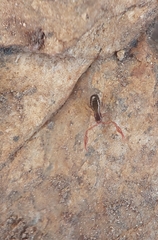 Neobisium