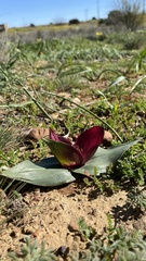 Colchicum coloratum pulchrum