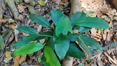 Garcinia xanthochymus