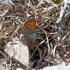 Lycaena panava
