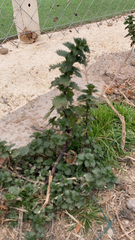 Urtica urens