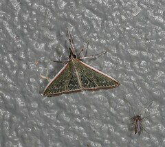 Myrmidonistis hoplora