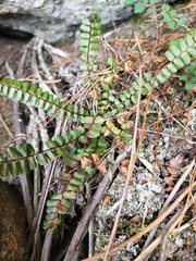 Asplenium trichomanes