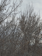 Coccothraustes coccothraustes