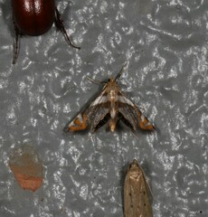 Nymphicula queenslandica