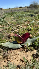 Colchicum coloratum pulchrum
