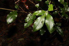 Pseudoweinmannia lachnocarpa