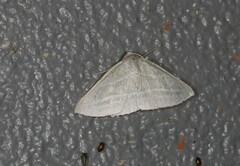 Oenochroma infantilis