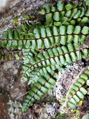 Asplenium trichomanes