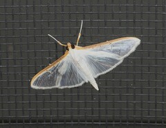 Palpita uedai