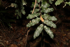 Cupaniopsis newmanii