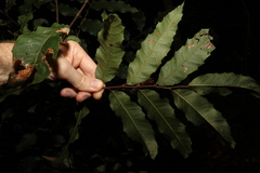 Cupaniopsis newmanii