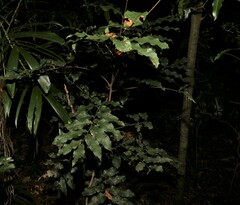 Cupaniopsis newmanii