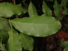 Ocotea foetens