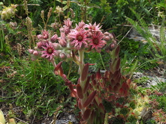 Sempervivum tectorum