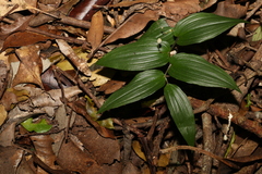 Tripladenia cunninghamii