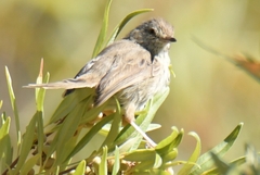Prinia maculosa