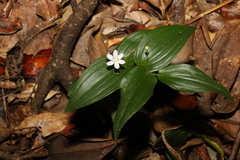 Tripladenia cunninghamii