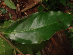Ocotea foetens