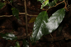 Alangium polyosmoides tomentosum