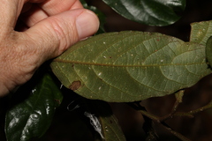 Alangium polyosmoides tomentosum