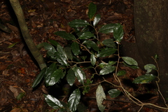 Alangium polyosmoides tomentosum