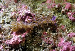 Pteraeolidia ianthina