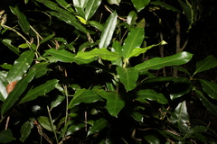 Leichhardtia flavescens
