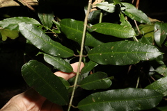 Leichhardtia flavescens