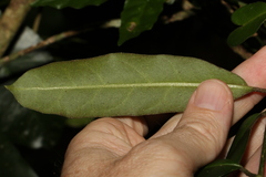 Leichhardtia flavescens