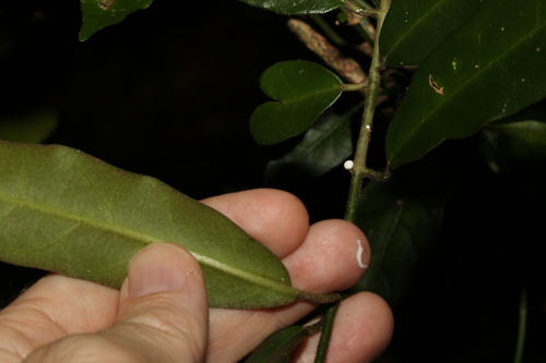 Image of Leichhardtia flavescens by (c) Greg Tasney, some rights reserved (CC BY-SA)