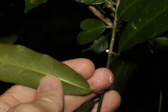Leichhardtia flavescens