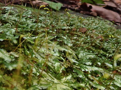 Pseudomalia webbiana